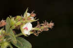 Hairy lespedeza